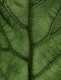 An image depicting the feeling of a leaf.