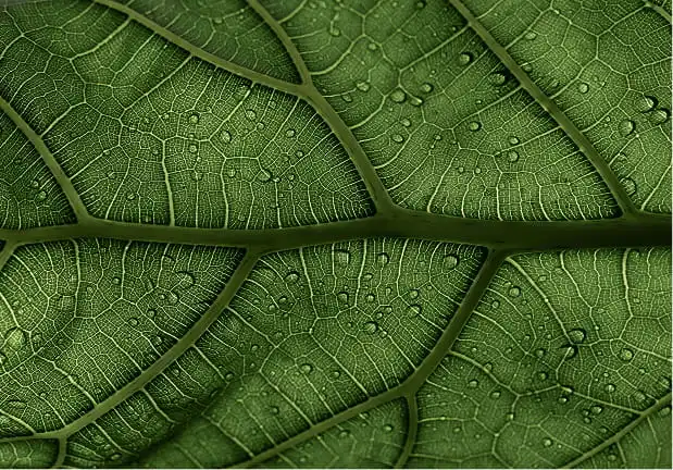 Blurred image background