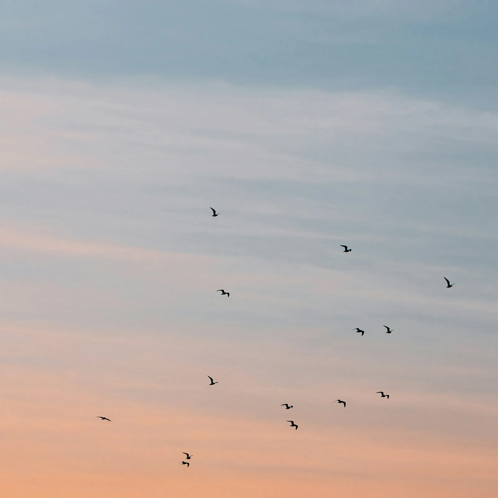 A flock of birds flying across a pastel dusk sky