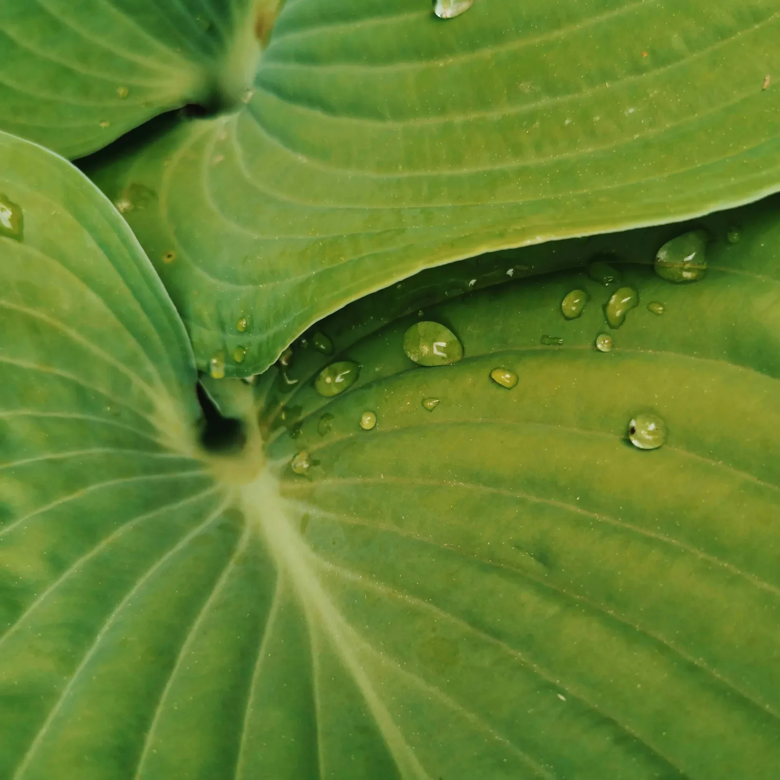 Close-up of green leaves covered in water droplets
