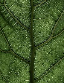 An image depicting the feeling of a leaf.